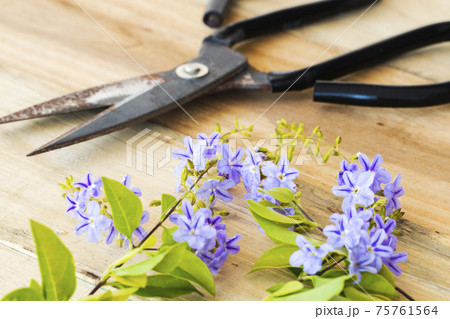 purple flowers with scissors arrangement flat lay postcard style  75761564