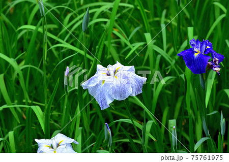 初夏に咲くハナショウブ 75761975