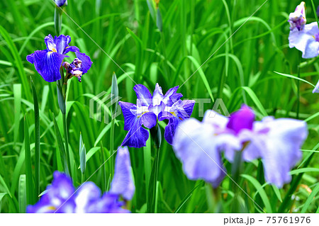 初夏に咲くハナショウブ 初夏に咲くハナショウブ 75761976