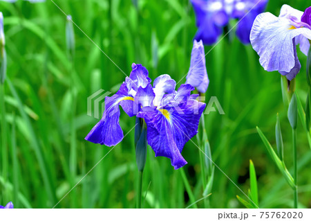 初夏に咲くハナショウブ 75762020