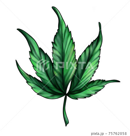 cannabis leaf isolated on a white background. Green marijuana leaf cannabis leaf isolated on a white background. Green marijuana leaf 75762058