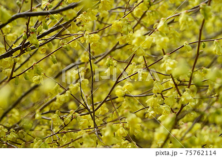 早春の花・満開のヒュウガミズキ2 75762114