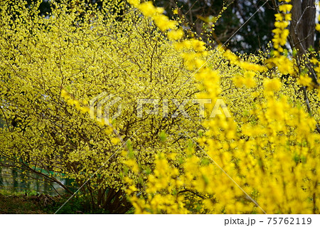 レンギョウと背景ヒュウガミズキ1 75762119