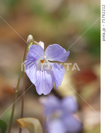 タチツボスミレ 75762212