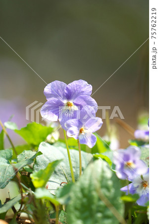 タチツボスミレ タチツボスミレ 75762219