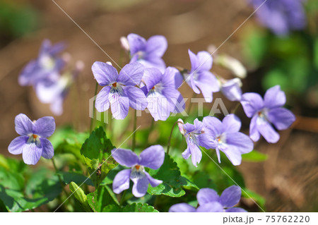 タチツボスミレ 75762220