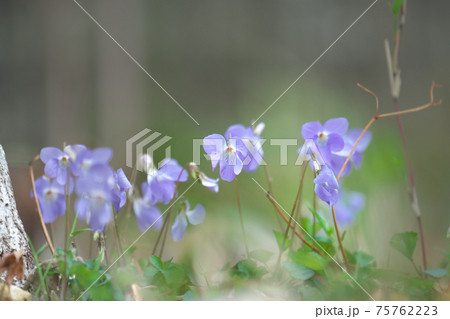 タチツボスミレ 75762223