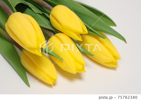 黄色いチューリップの花 75762380
