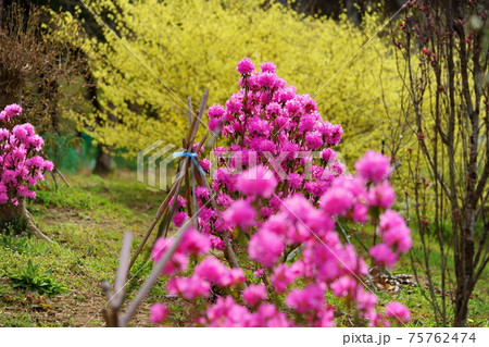 ヨシノツツジ・背景ヒュウガミズキ4 ヨシノツツジ・背景ヒュウガミズキ4 75762474