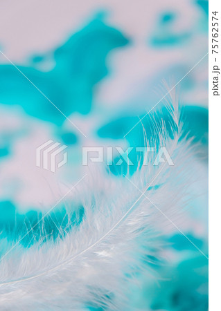 White and blue colors. Bird feather on selective focus. Close up. Background. Copy space for text. Femine, light airy Feathers texture in pastel colors 75762574