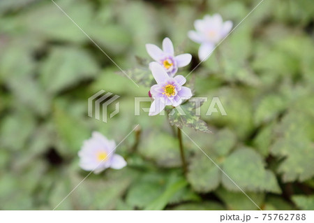 ユキワリイチゲの花 75762788