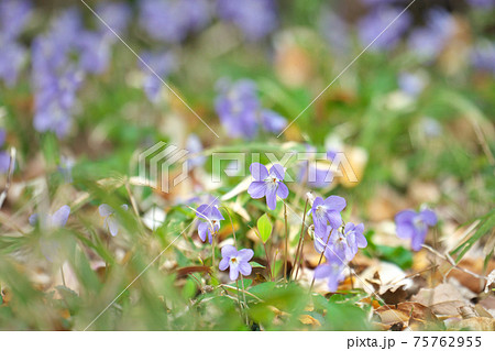 タチツボスミレの群生 75762955