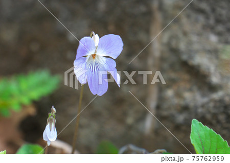 タチツボスミレ 75762959