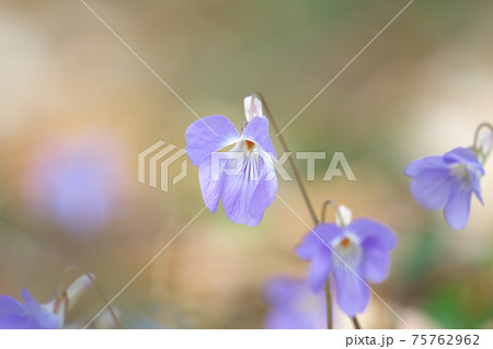 タチツボスミレ 75762962