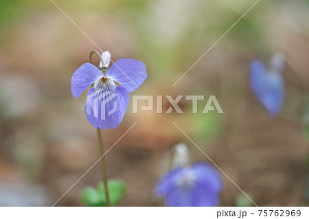 タチツボスミレ タチツボスミレ 75762969