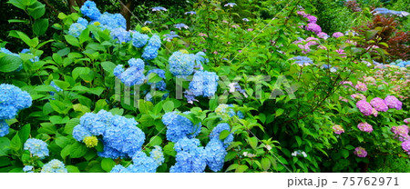 鷲子山上神社（ふくろう神社）の青い紫陽花 75762971