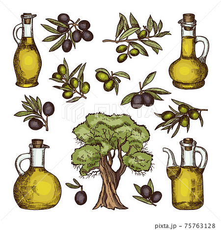 Colored illustrations of different olive products and ingredients. hand drawn pictures isolated 75763128