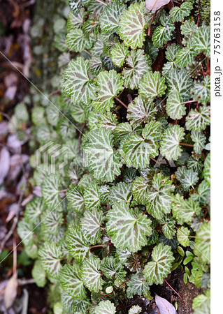 ユキノシタ（雪の下）の群生 75763158