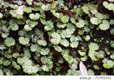 ユキノシタ 雪の下 の群生の写真素材
