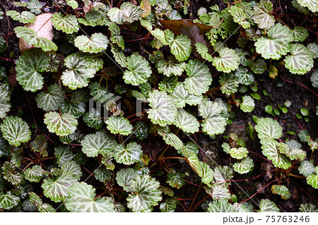 ユキノシタ（雪の下）の群生 75763246
