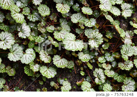 ユキノシタ(雪の下)の群生 ユキノシタ(雪の下)の群生 75763248