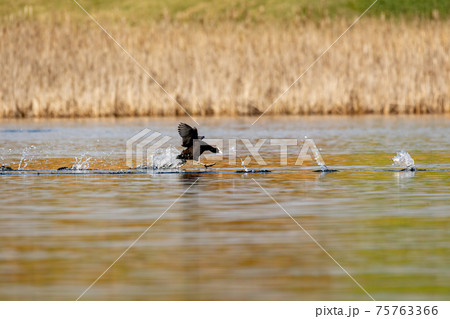 Bird Eurasian coot Fulica atra on pond 75763366
