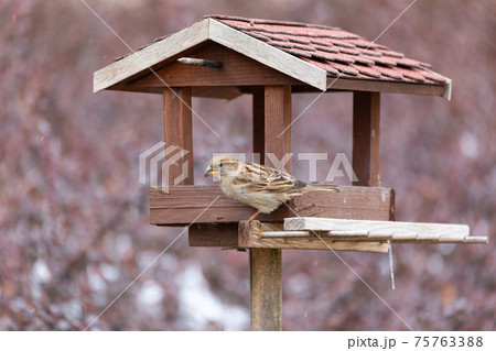 house sparrow, Passer domesticus, in simple bird feeder house sparrow, Passer domesticus, in simple bird feeder 75763388