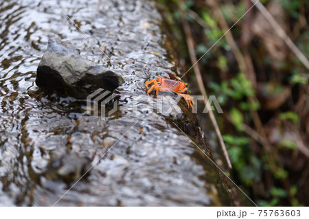 春のサワガニ 春のサワガニ 75763603