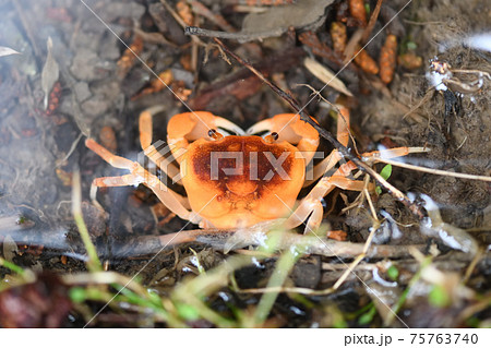 春のサワガニ 75763740