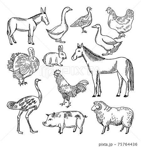 Farm animals set in hand drawn style.... - Stock Illustration [75764436] -  PIXTA