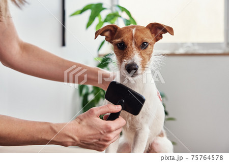 Woman brushing dog. Owner combing Jack Russell terrier. Pet care 75764578