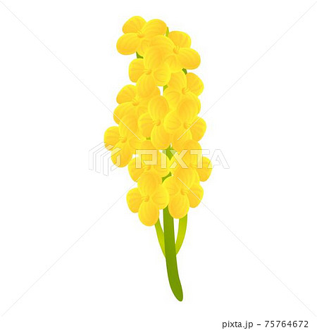 Canola bio plant icon, cartoon style Canola bio plant icon, cartoon style 75764672