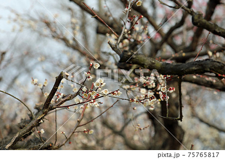 梅の花と岡山後楽園の写真素材