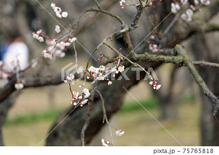 梅の花と岡山後楽園 梅の花と岡山後楽園 75765818