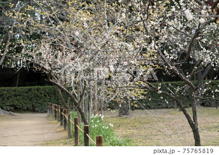 梅の花と岡山後楽園の写真素材