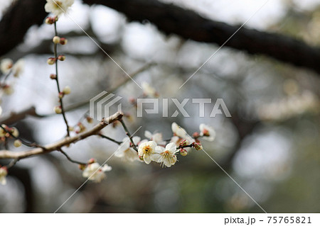 梅の花と岡山後楽園 75765821