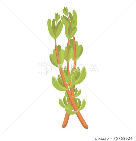 Dry thyme icon, cartoon style 75765924