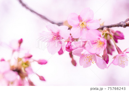 三重県松阪市 青空に映える笠松河津桜の枝 三重県松阪市 青空に映える笠松河津桜の枝 75766243
