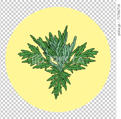 Pollen hay fever mugwort illustration alone 75766716