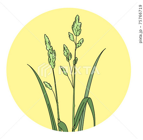 花粉 花粉症 カモガヤ イラスト 単体 花粉 花粉症 カモガヤ イラスト 単体 75766719