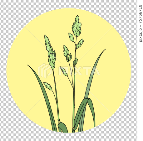 Pollen hay fever Dactylis illustration alone 75766719