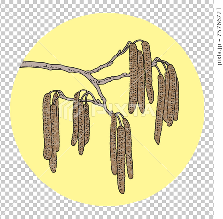 花粉 花粉症 ハンノキ イラスト 単体 75766721