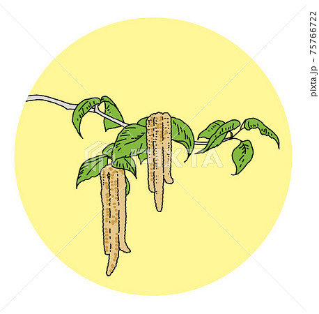 花粉 花粉症 シラカンバ イラスト 単体 75766722