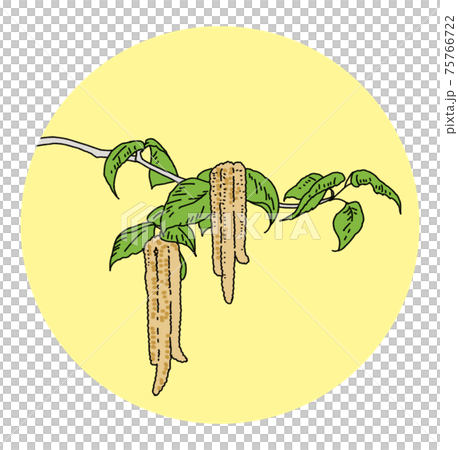 花粉 花粉症 シラカンバ イラスト 単体 75766722