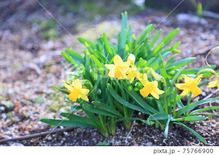 小さい水仙の花 75766900