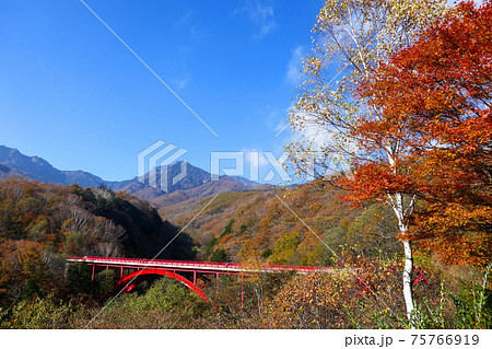 紅葉に色付く清里 東沢大橋 75766919