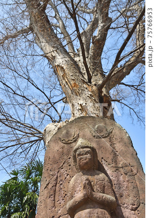 埼玉 大宮散歩:砂八雲神社 砂の大ケヤキと馬頭観音碑 埼玉 大宮散歩:砂八雲神社 砂の大ケヤキと馬頭観音碑 75766953
