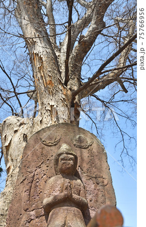 埼玉 大宮散歩：砂八雲神社　砂の大ケヤキと馬頭観音碑 75766956