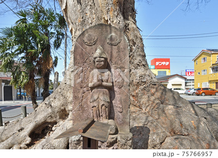 埼玉 大宮散歩:砂八雲神社 砂の大ケヤキと馬頭観音碑 埼玉 大宮散歩:砂八雲神社 砂の大ケヤキと馬頭観音碑 75766957