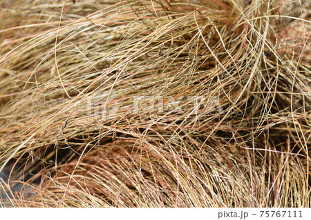 Bronze New Zealand hair sedge Bronze New Zealand hair sedge 75767111